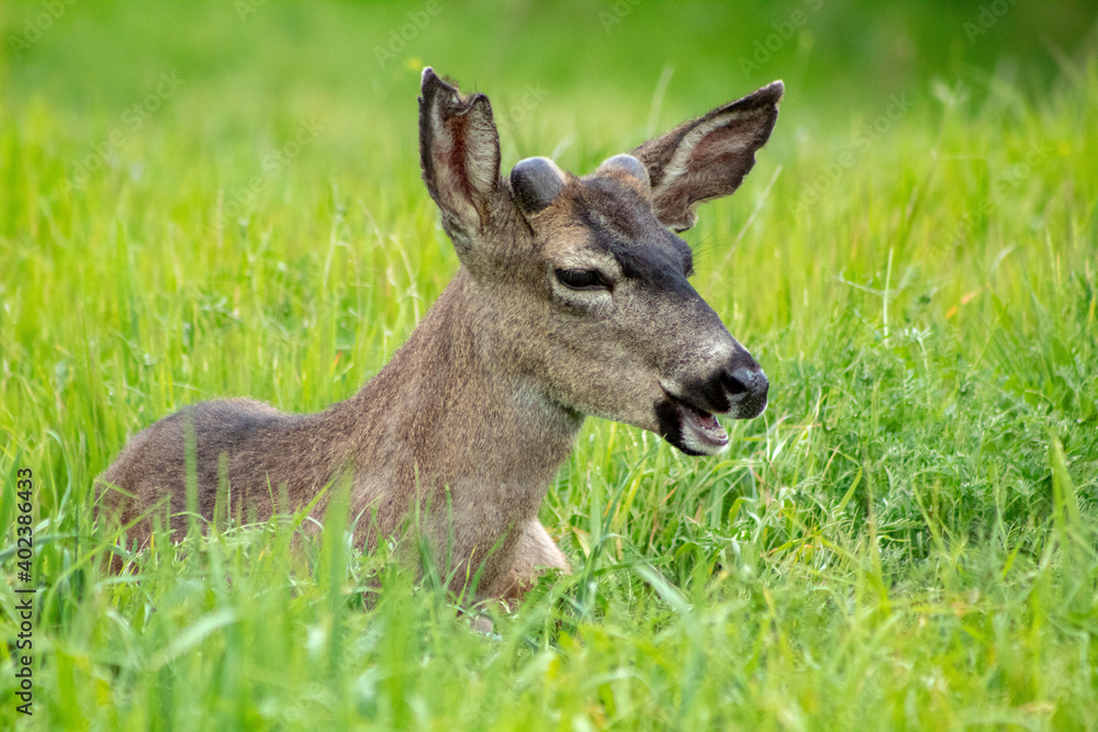 A Mule Deer resting in a grassy field