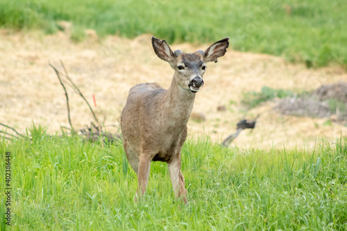 A Mule Deer resting in a grassy field
