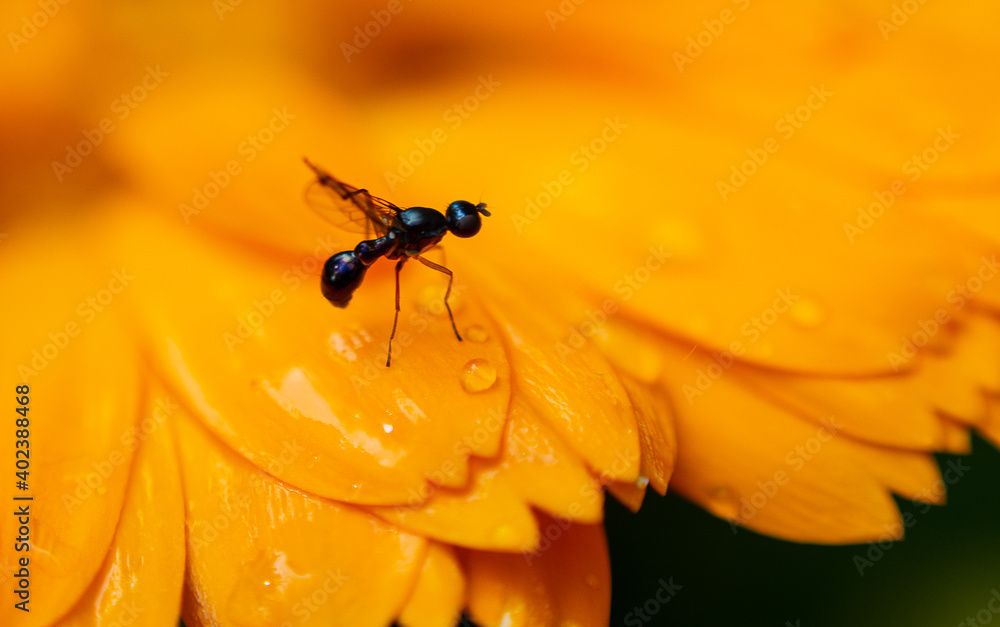 Fototapeta premium Mouche qui se nettoie les pattes