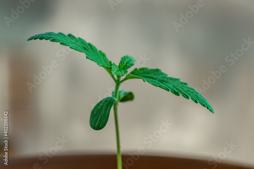 Young Marijuana Seedling landscape copy space