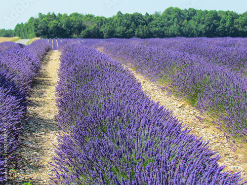 Lavender field at Sault City, Country of lavender in Provence, France