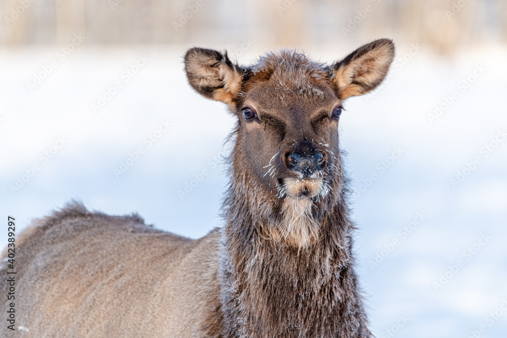 Fototapeta premium One elk looking at camera in the winter time with frosty hairs and winter background. 