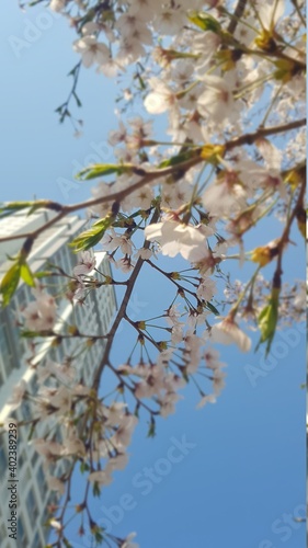 꽃