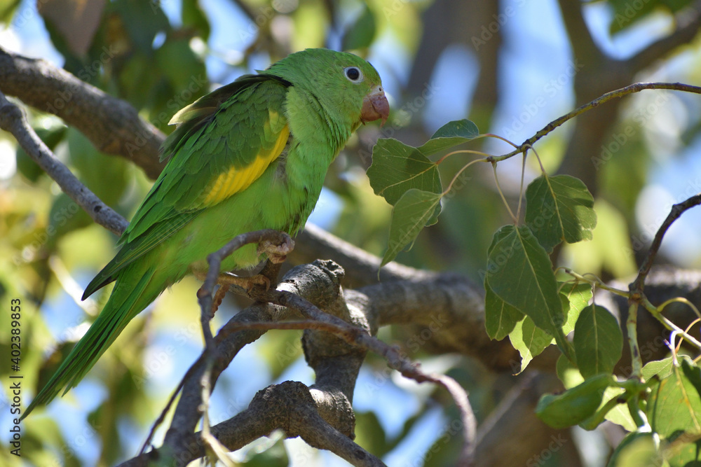 Yellow-chevroned parakeet (brotogeris chiriri), perching on a kurrajong tree