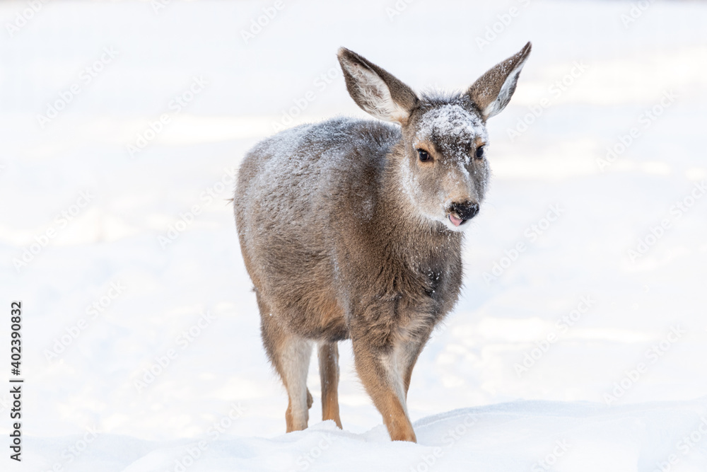 Female mule deer walking towards the camera on white background. Winter time with snow and frost on the deers face and forehead. Female mule deer walking towards the camera on white background. Winter time with snow and frost on the deers face and forehead.