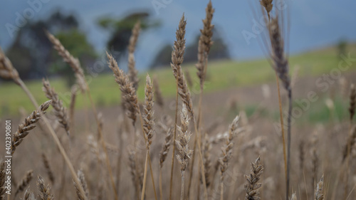 Image of wheat ready to be cultivated in Barragán Valle del Cauca Colombia.