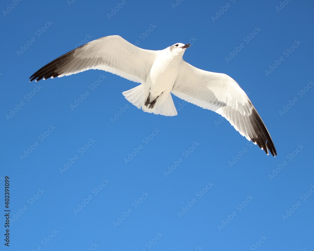 A Beautiful Seagull in Flight Over Laguna Beach in Panama City Beach, Florida A Beautiful Seagull in Flight Over Laguna Beach in Panama City Beach, Florida