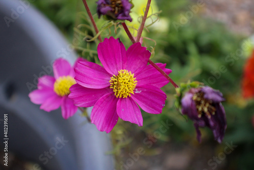 pink and yellow flower 