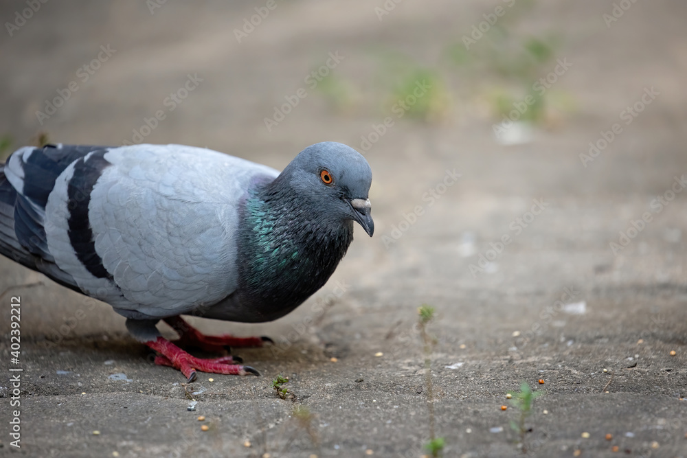 Obraz premium Close-up Rock Pigeon Looking at The Grains on The Ground