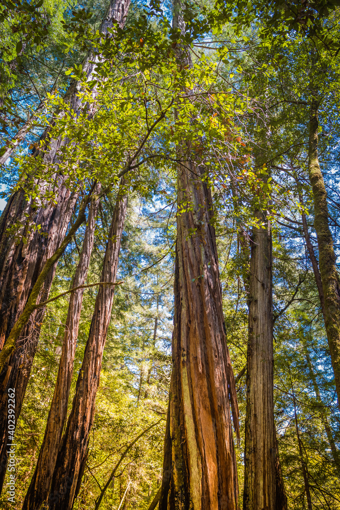 Fototapeta premium Muir Woods, CA, EUA