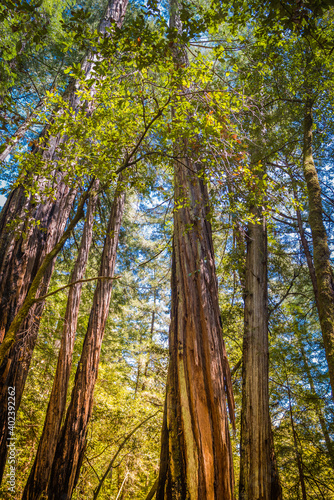 Muir Woods, CA, EUA