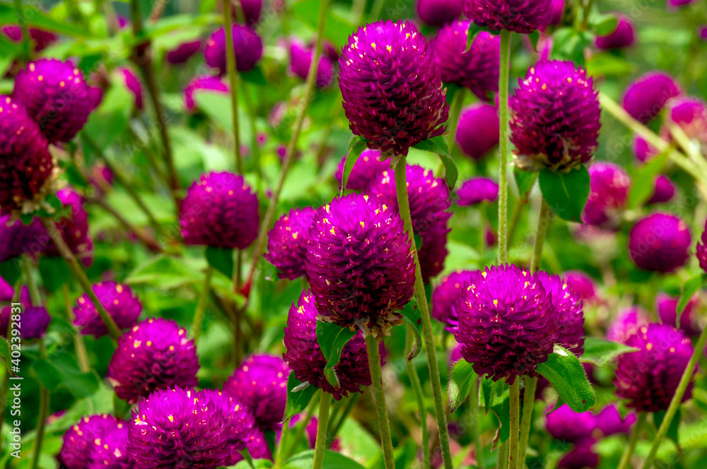 Close up of Gomphrena globosa in shallow focus, commonly known as globe amaranth is an edible flower to relieve prostate and reproductive problems. Close up of Gomphrena globosa in shallow focus, commonly known as globe amaranth is an edible flower to relieve prostate and reproductive problems.