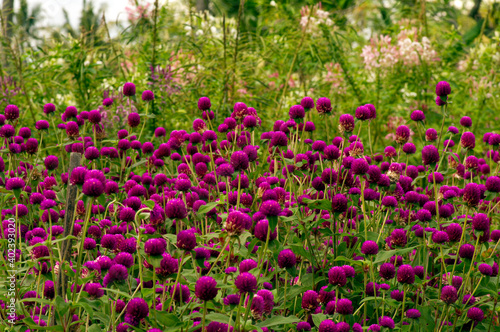 Gomphrena globosa in shallow focus  commonly known as globe amaranth is an edible flower to relieve prostate and reproductive problems.