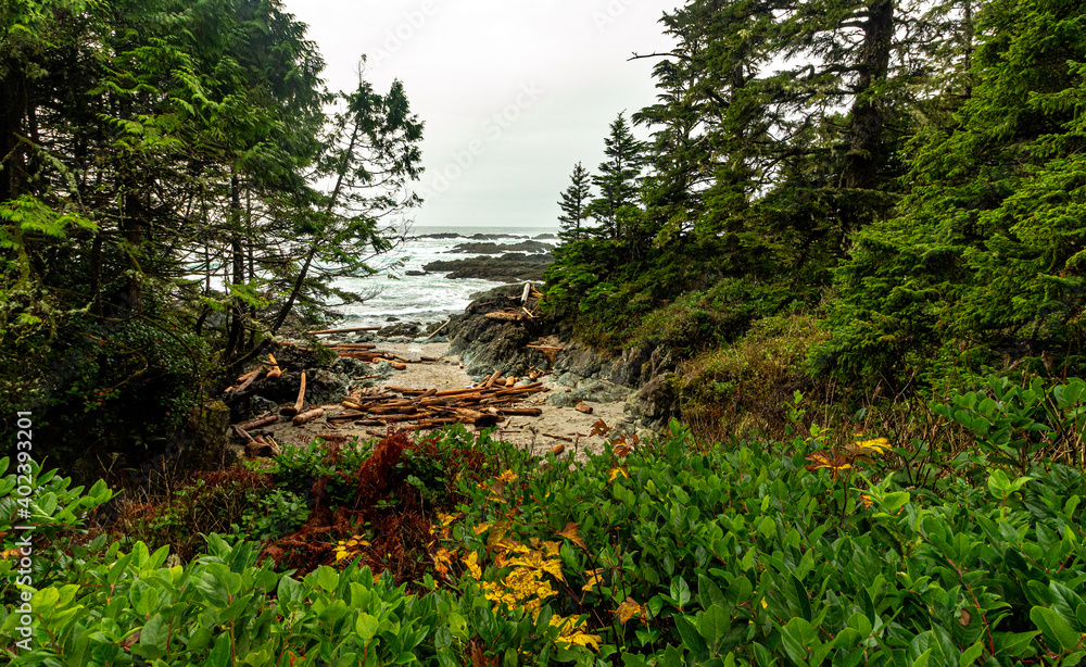 Obraz premium Driftwood from the Pacific Ocean collects in a coastal bay.