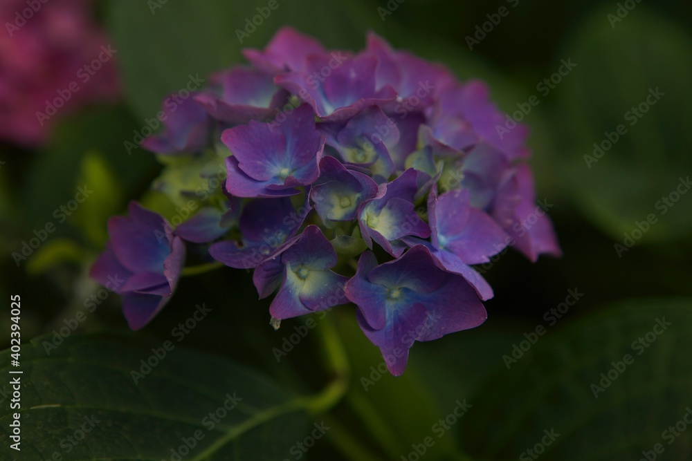 Small Blossom Hydrangea Flower