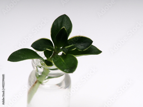 Picture of "Mirten" /  Malpighia coccigera leafs, shoot on white isolated background