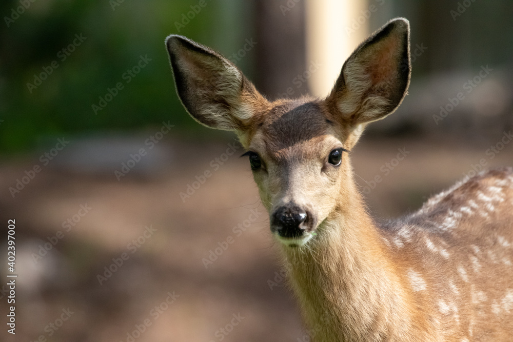Deer in Sunriver Oregon, Wildlife of West Coast, Oregon Mammals Deer in Sunriver Oregon, Wildlife of West Coast, Oregon Mammals