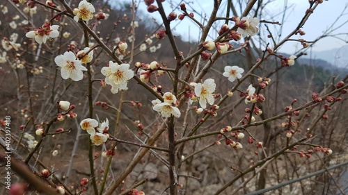 벚꽃