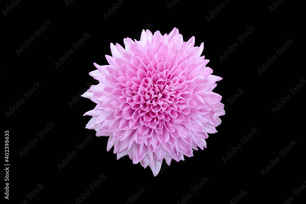 Pink flower isolated on black background Pink flower isolated on black background