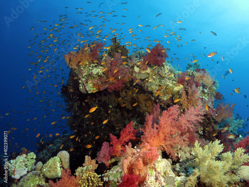 Fototapeta Naklejka Na Ścianę i Meble -  A colorful soft coral pinnacle in the central Red Sea