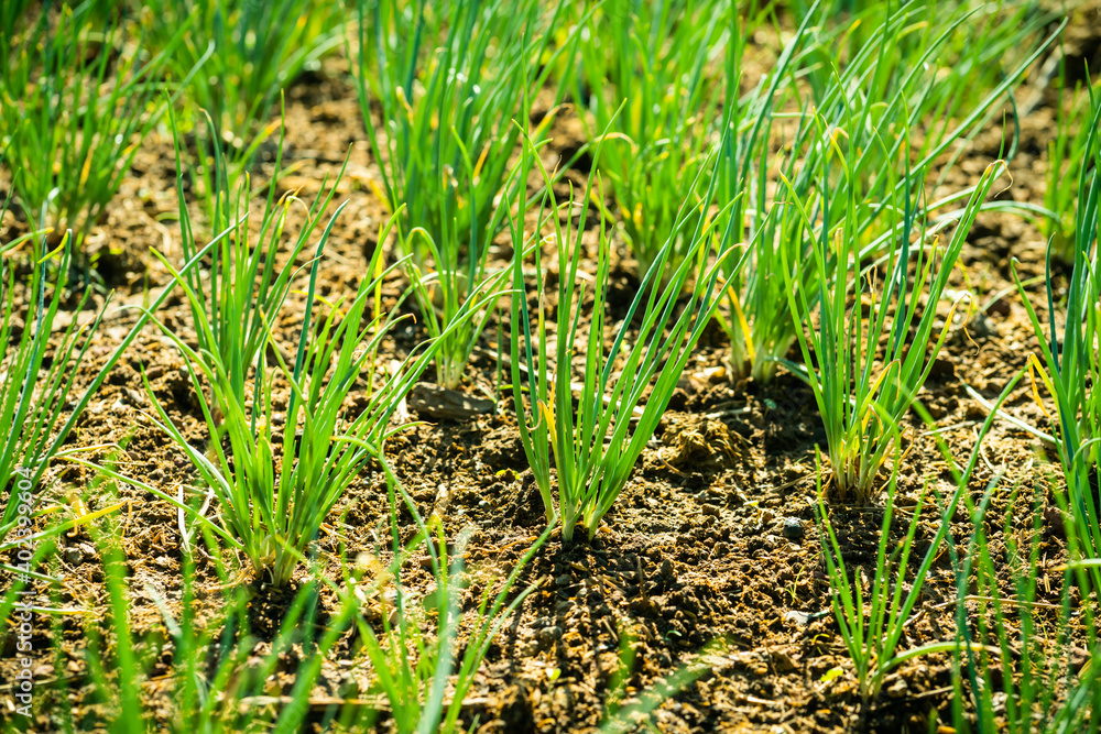 Seedling bud of shallot growing in the soil in garden. Seedling bud of shallot growing in the soil in garden.
