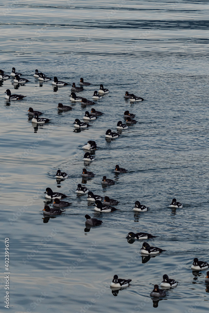 Fototapeta premium a flock of golden-eyes ducks swimming by the coast on an overcast day