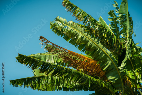 Banana leaves with sky background. Torn banana leaves.