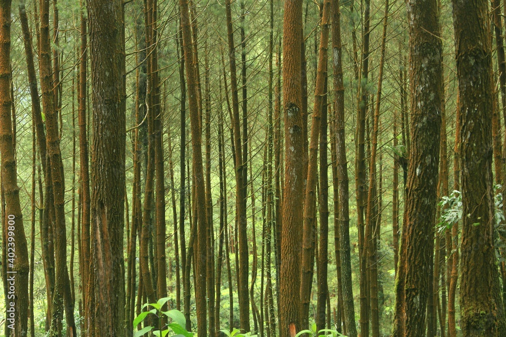 Naklejka premium Pine forest beautiful