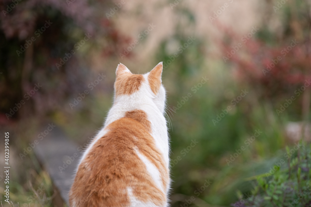 猫の後ろ姿 茶白猫 Stock 写真 | Adobe Stock