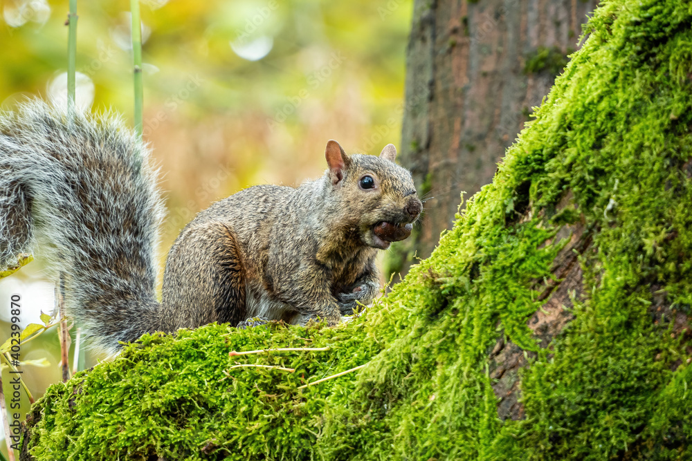 Obraz premium one cute grey squirrel with nut in its mouth resting on green mosses covered tree trunk in the park