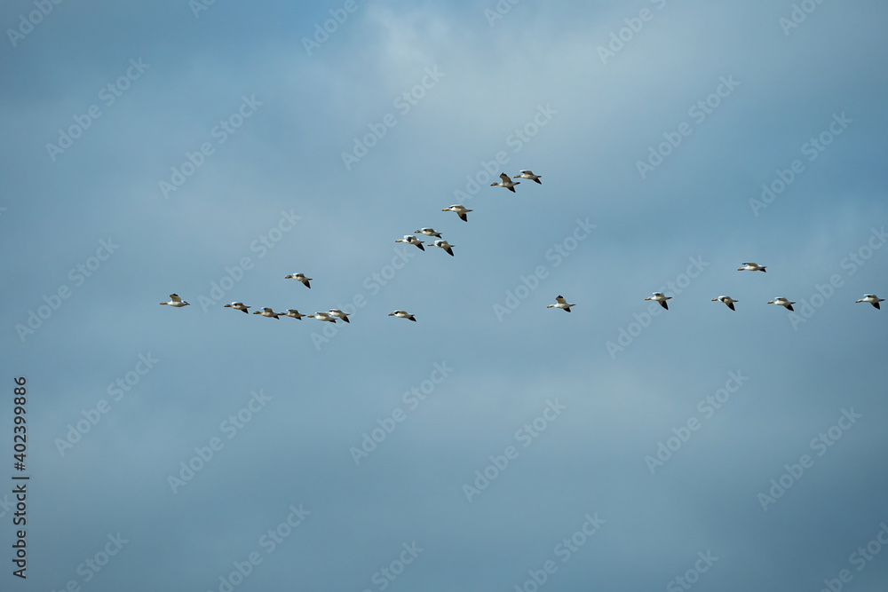 a flock of few snow geese flew over cloudy sky