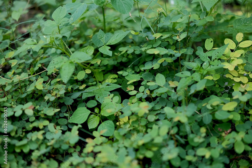 Leaves and wild plants as well as grass that grows in gardens Leaves and wild plants as well as grass that grows in gardens