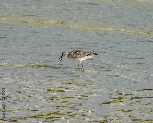 sand piper in water