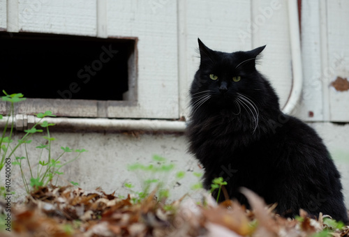 The Black Cat Staring at a Camera