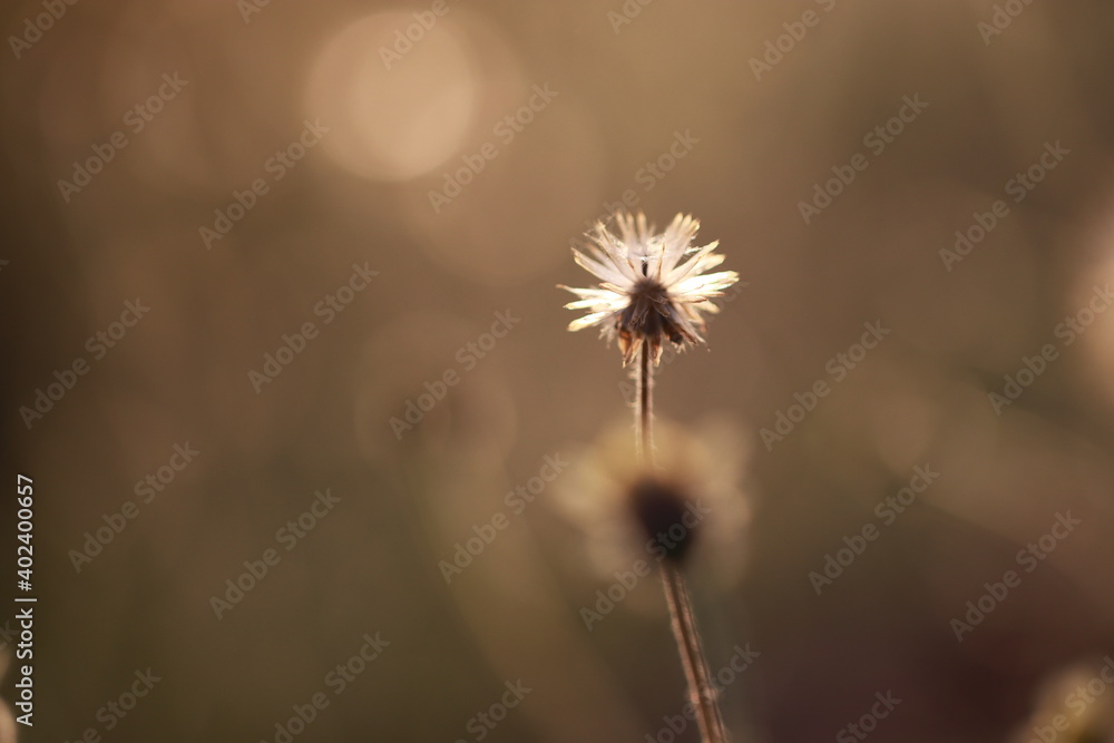 Fototapeta premium Close up grass flowers on sunlight in the morning