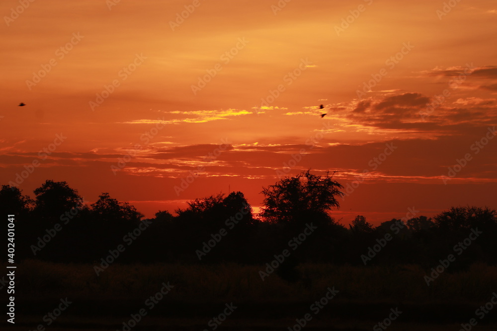 Golden light and silhouette in the morning