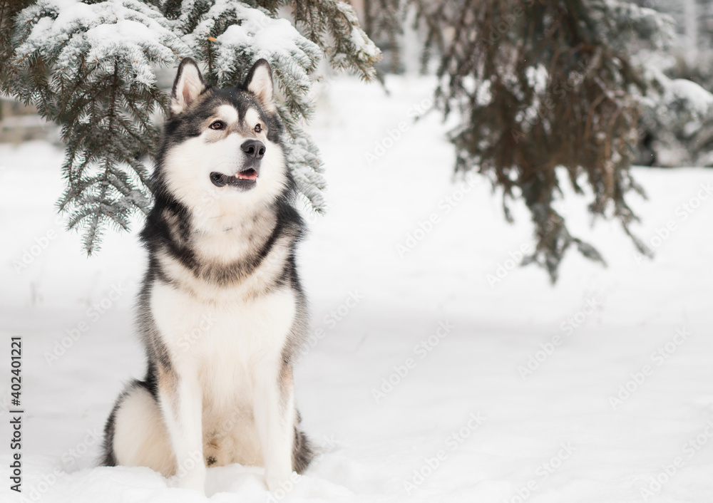 Young beautiful alaskan malamute sitting in snow. Dog winter.