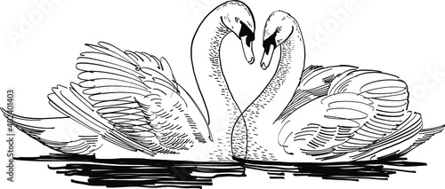 hand drawn illustration of a white swans