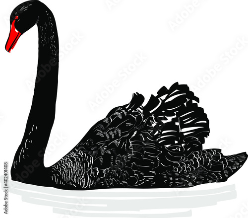 black swan isolated on white