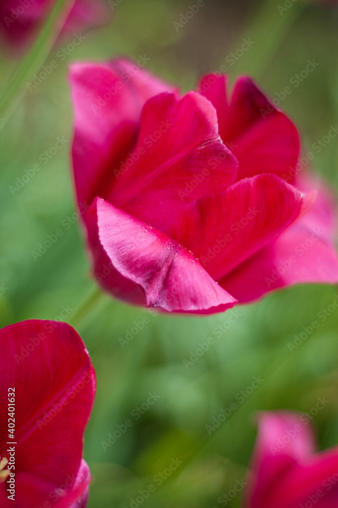 A blossoming tulip flower in the garden. Purple tulip grows flowerbed. Selective focus. Vertical photo. A blossoming tulip flower in the garden. Purple tulip grows flowerbed. Selective focus. Vertical photo.