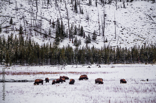 Yellowstone National Park (Winter)