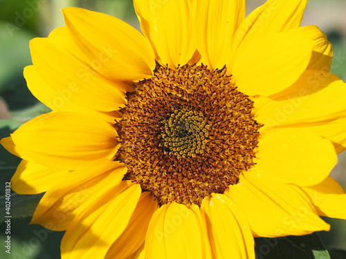 Sunflower plant Small yellow flower blooming in garden blurred of nature background