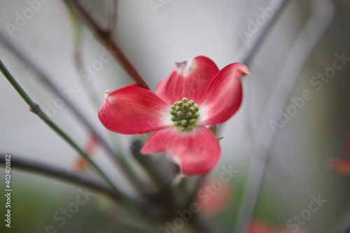 Red Flower