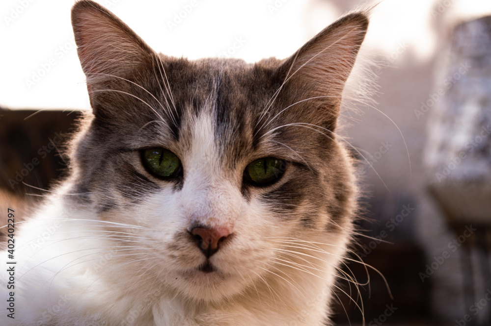 Retrato de un gato con la mirada verde y profunda. Retrato de un gato con la mirada verde y profunda.