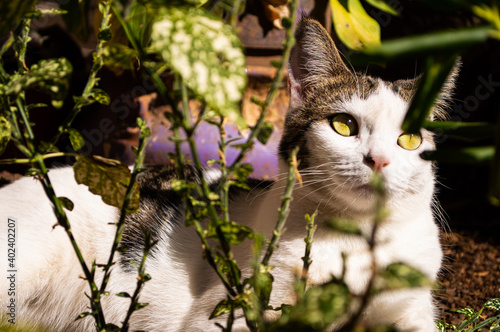 Gato tomando el sol en el jardín relajándose al aire libre entre plantas.