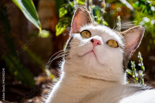 Gato al aire libre en busca de insectos para jugar en el jardín en un día soleado.