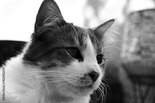 Gato en blanco y negro relajado en el jardín al aire libre buscando jugar.