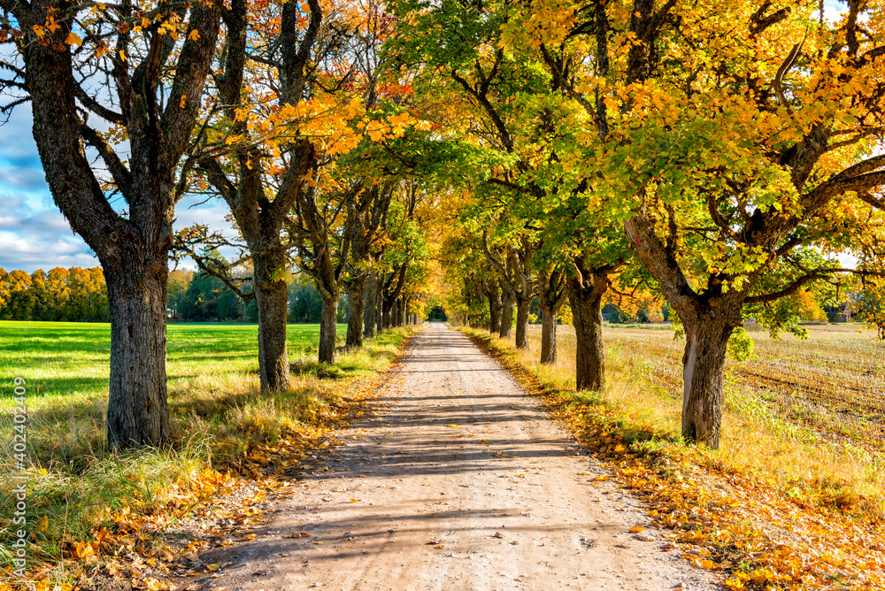 Countryside gravel road among autumnal oak trees Countryside gravel road among autumnal oak trees