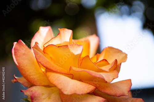 Una rosa cálida y sedosa es la perfección de la naturaleza de un amor juvenil, convirtiéndose en el arte de la esencia de la vida.