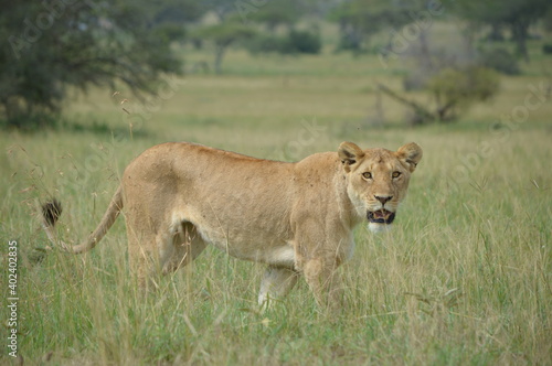 Ein Löwenweibchen in der Serengeti